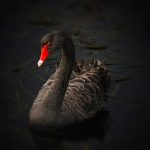 blackswan